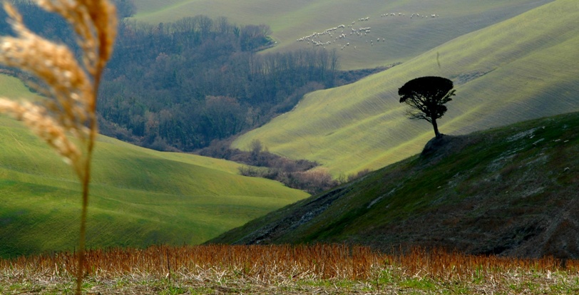 Volterra